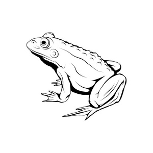 青蛙素描.矢量图稿照片