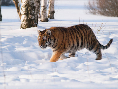 在野生冬天自然虎中散步西伯利亚虎