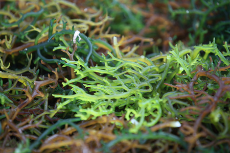 蓝梦岛浮潜上岛努沙蓝梦海藻种植园照片