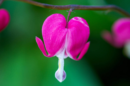 粉红色的流血的心开花Dicentra spectabils