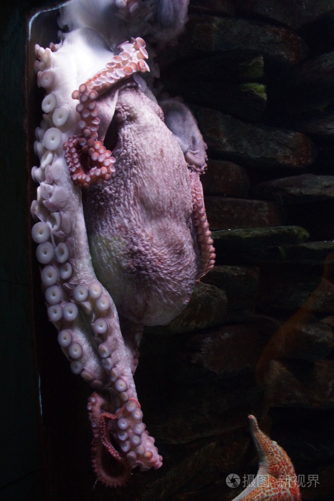 巨型太平洋章鱼enteroctopusdofleini