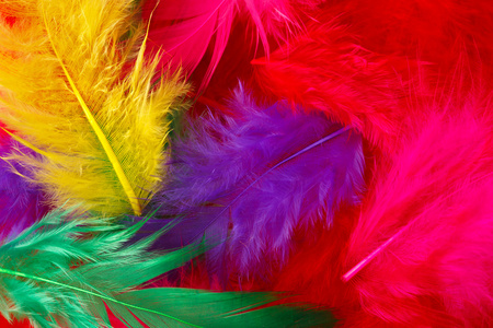 明亮的彩色的羽毛背景