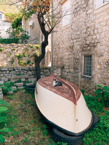 猫咪在一艘木质渔船，颠倒，在 Perast，黑山