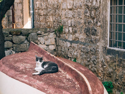 猫咪在一艘木质渔船，颠倒，在 Perast，黑山