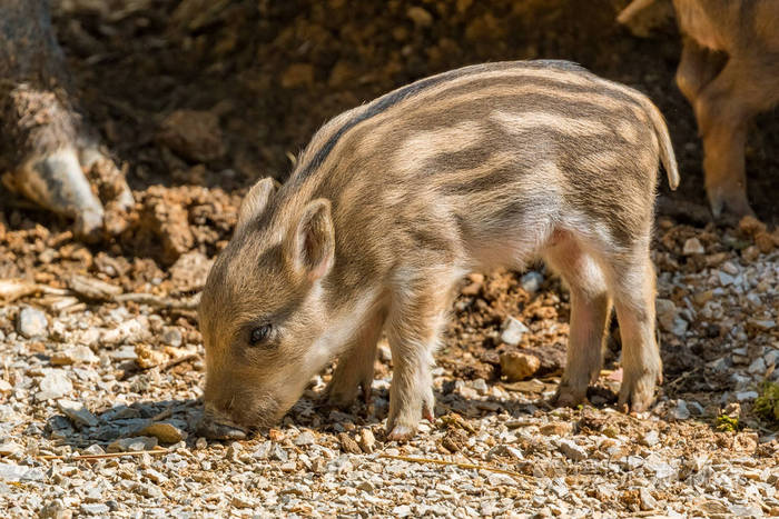 px发票合同问题/野生动物动物小猪猪野猪幼崽查看作者其他作品查看更