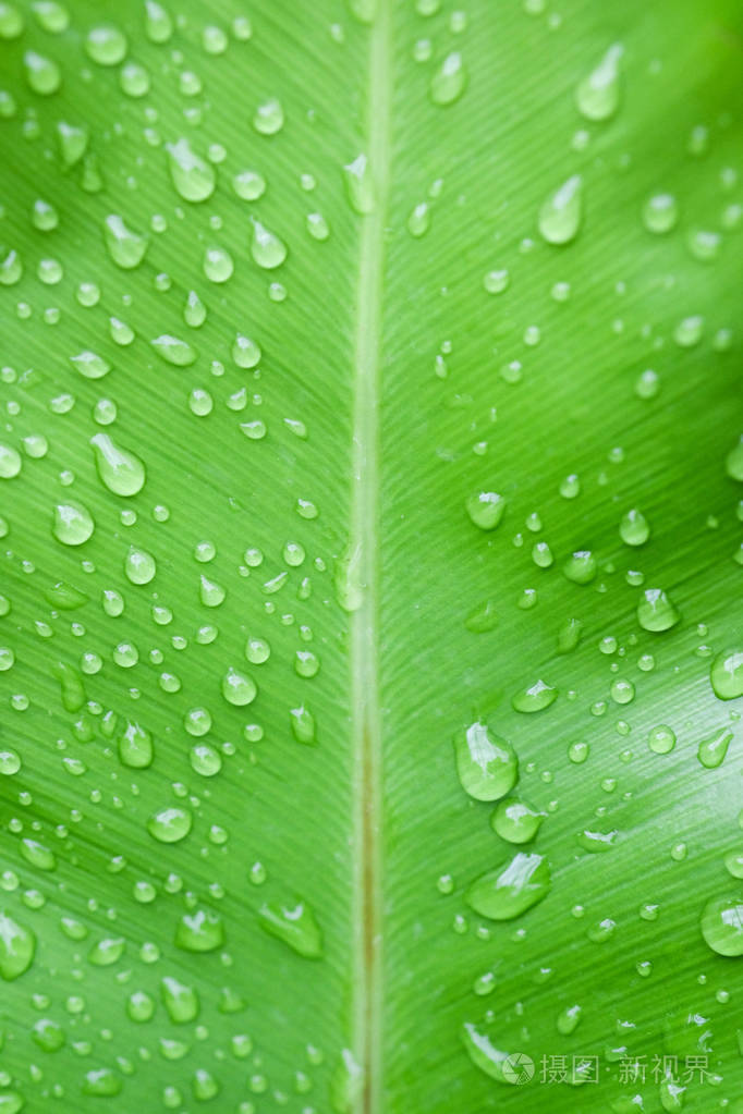 自然绿色植物背景或墙纸.园林绿叶的自然观