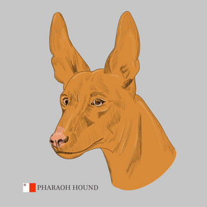 法老王猎犬肖像当代艺术拼贴画或惊讶的狗头女人肖像.