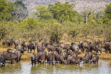非洲水牛在南非克鲁格国家公园