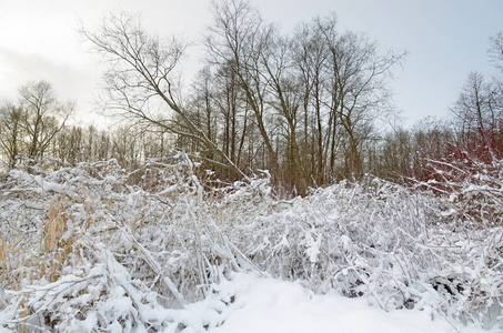 白雪公主的冬日风景