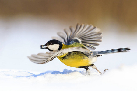 明亮的鸟儿飞过白雪