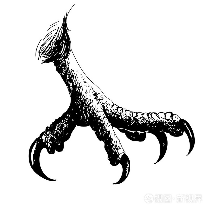 鹰鸟爪插画-正版商用图片0n9hh3-摄图新视界