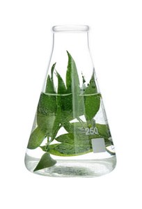 在试验瓶中的植物, 在白色被隔绝
