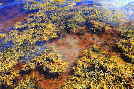 海藻在清澈的水