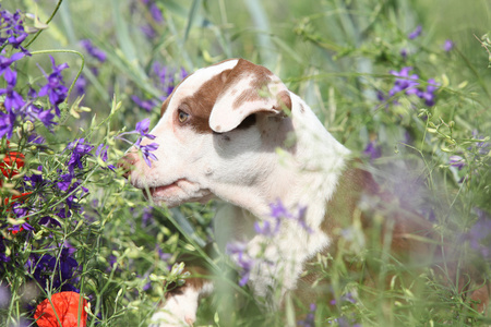 令人惊异的小狗美国比特斗牛梗在花丛中