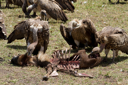 秃鹰吃的动物
