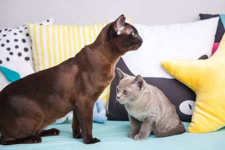 两只猫,父亲和儿子猫棕色,巧克力棕色和灰色的小猫与黑色背景白色砖