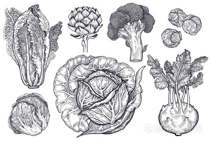 各类白菜黑白图形插画-正版商用图片0n9mck-摄图新视界