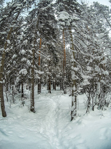 冬天森林里积雪上的脚印图片