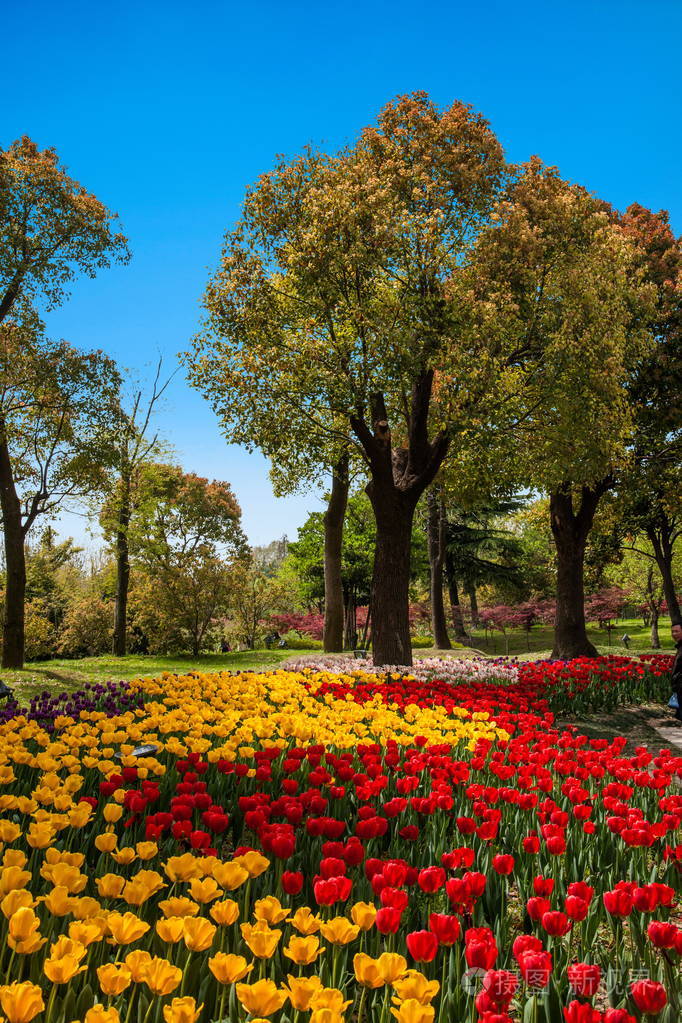 扬州瘦西湖花园郁金香花的景观设计