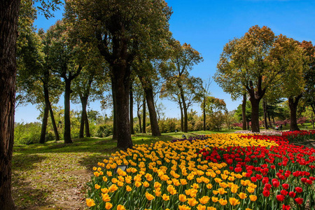 扬州瘦西湖花园郁金香花的景观设计