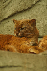 猞猁彪马 yagouaroundi