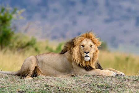 狮子在肯尼亚国家公园图片