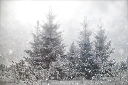冬天树在森林里，在圣诞佳节