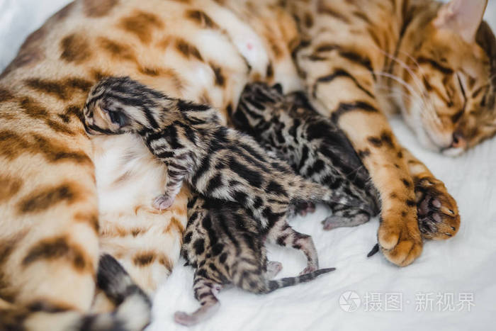 bengalcats 小猫舍