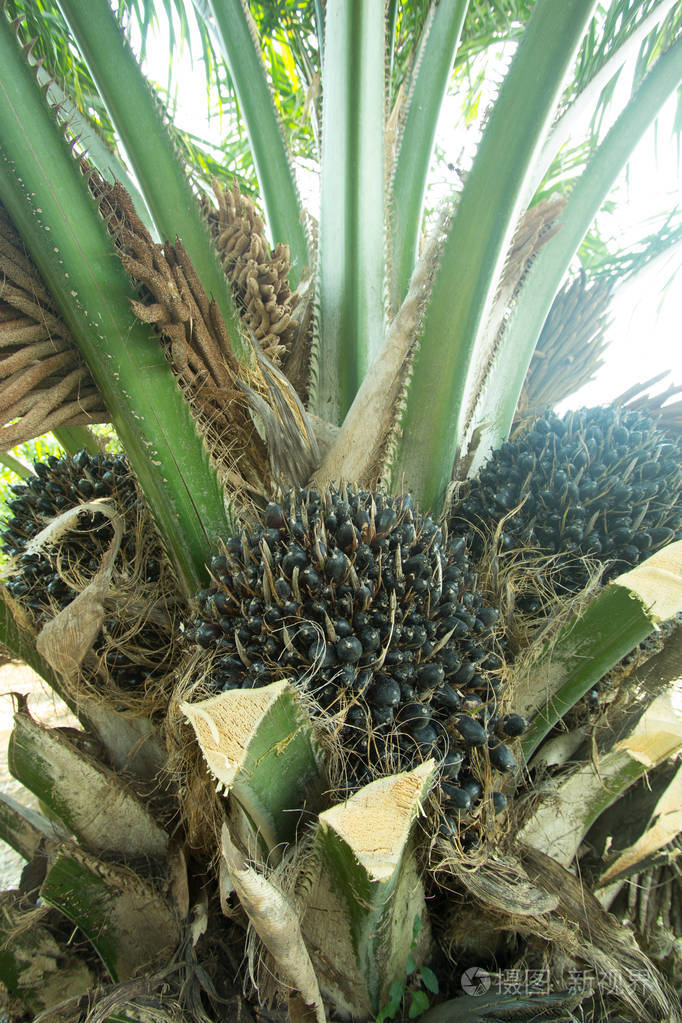 棕榈果在棕榈树上