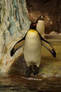 国王企鹅aptenodytes patagonicus