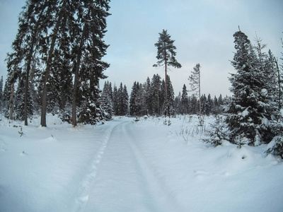 雪覆盖冬季与道的森林里的树木