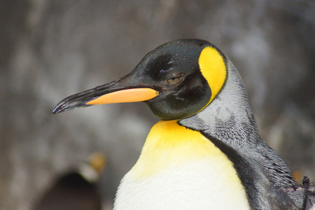 国王企鹅aptenodytes patagonicus