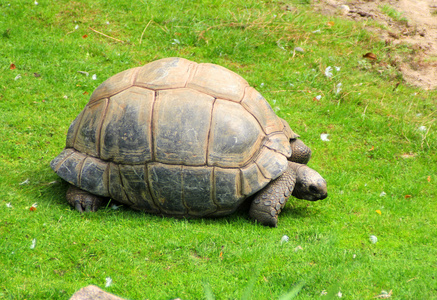 大乌龟在绿色的草地上图片