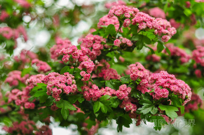 粉红色的山楂花。盛开的山楂树枝。春宏照片