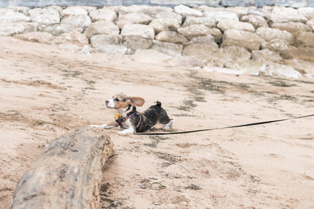 小狗，小猎犬小狗玩沙努尔海滩的热带岛屿巴厘岛印度尼西亚