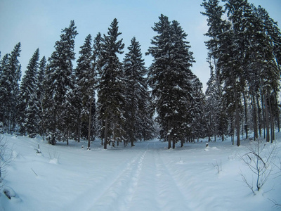 雪覆盖冬季与道的森林里的树木