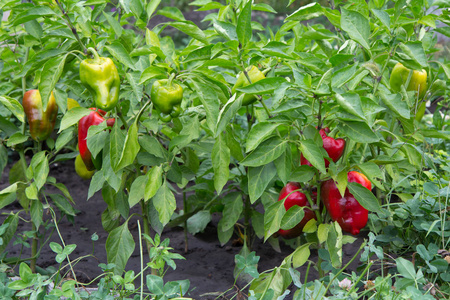成熟和未成熟的甜椒生长在灌木丛中的花园。保加利亚或甜椒植物