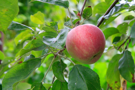 成熟的红苹果树在晴朗的日子里, 绿色自然模糊的背景。场浅景深