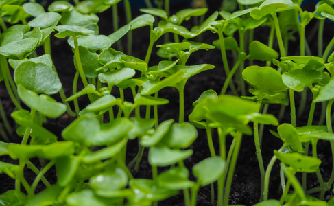 年轻的甜罗勒植物在春天发芽照片
