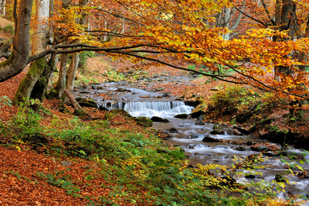 山区河流在秋天的树林