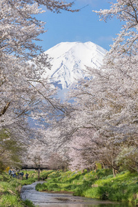 樱花树和山富士在春季  忍野八