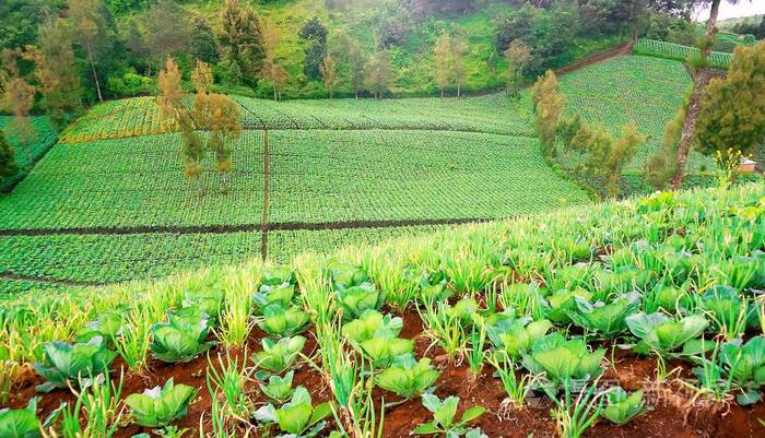 在乌拉溴附近的高原肥沃的土壤中生长的一排株卷心菜, 爪哇, 印度尼