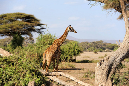 长颈鹿在肯尼亚国家公园