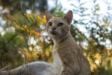 猫肖像特写。猫脸。姜小猫在淡褐色和奶油与蕨类叶子点燃的夕阳光在模糊的背景。低角度视图