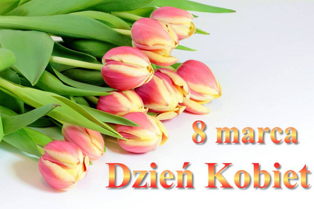 带波兰语的妇女节贺卡 Dzien Kobiet。白色背景的郁金香花