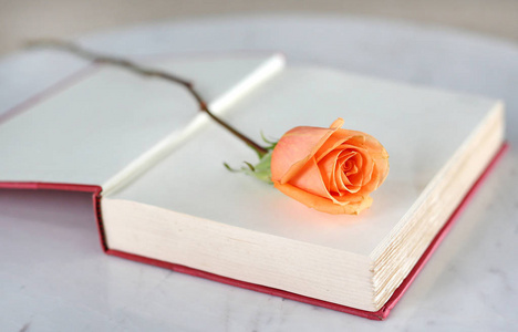 玫瑰一朵和打开窗户附近的红色精装书