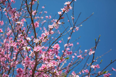 在早春，蜜蜂食物甜桃花