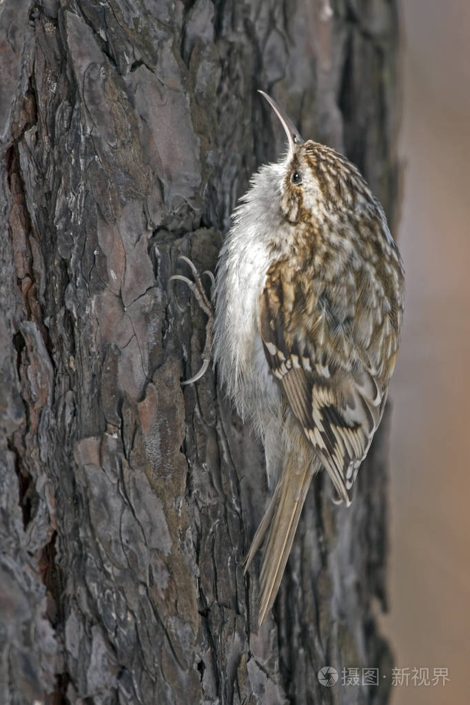 坐在树上的欧亚 treecreeper