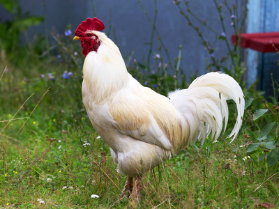 在传统的散养家禽农场的母鸡和公鸡照片