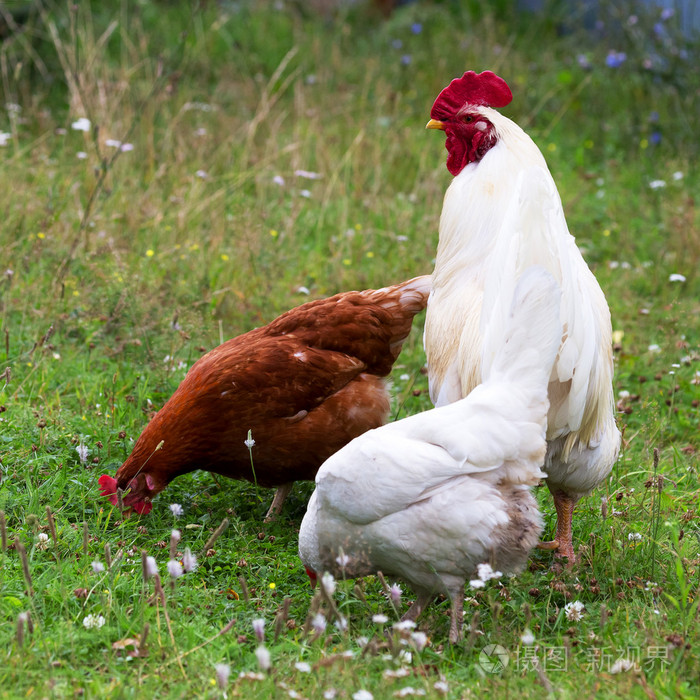 传统的散养家禽农场,选择母鸡和公鸡